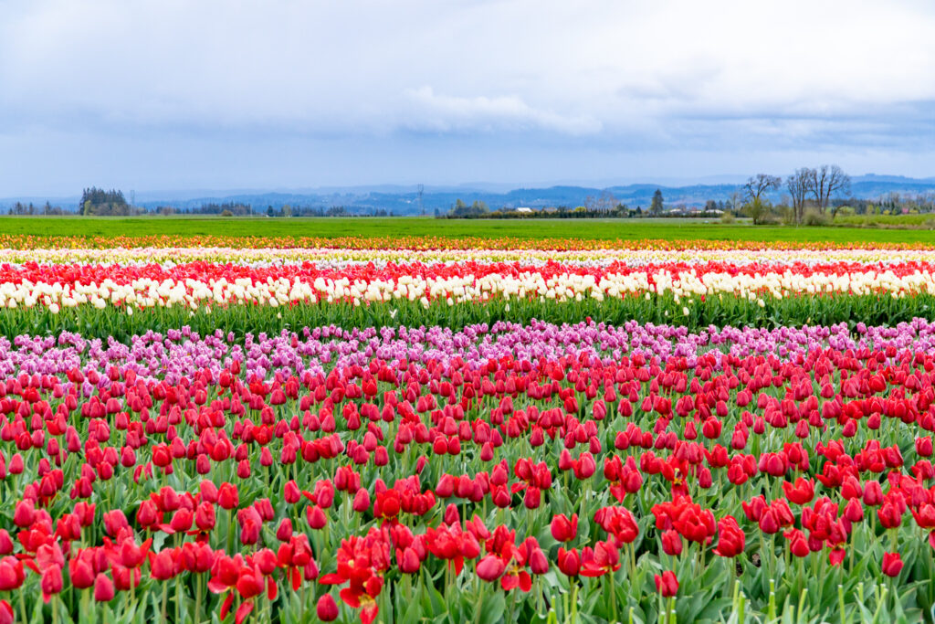 Photo of a field at a Tulip Festival near Wilsonville, Oregon