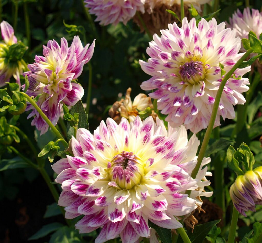 Photo of dahlias