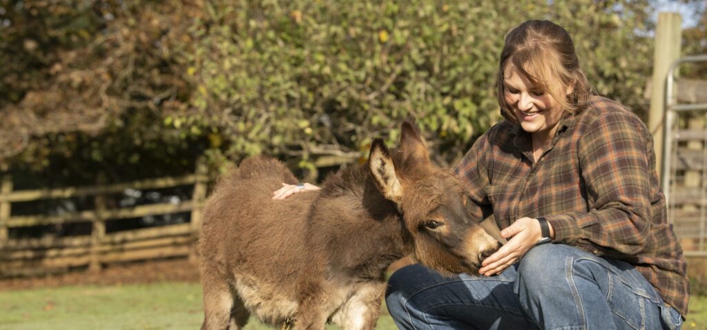 Woman crouched on the grass feeding a baby donkey