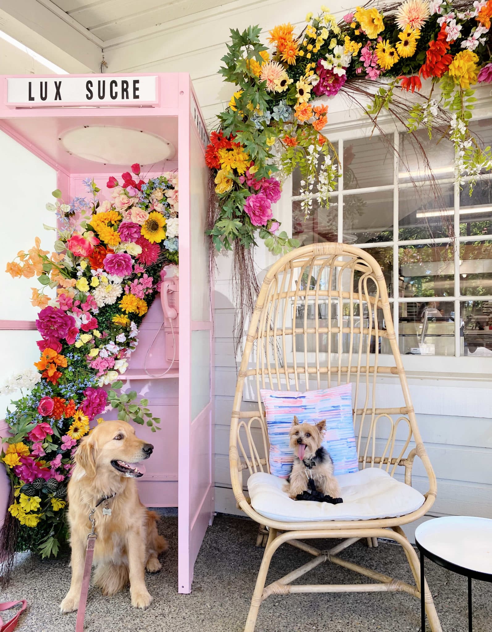 Dogs sitting outside of Lux Sucre