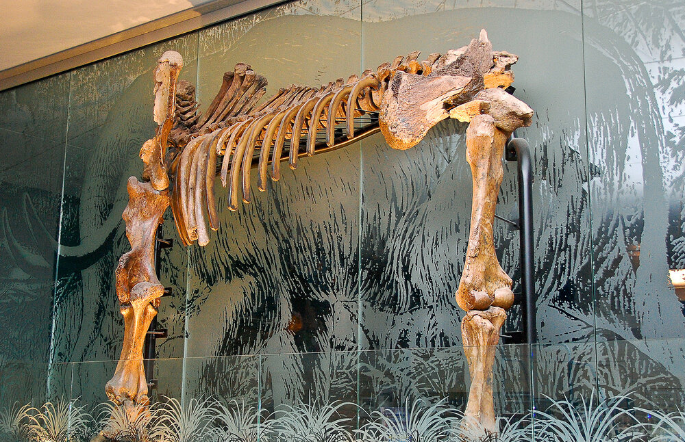Mastodon skeleton on display