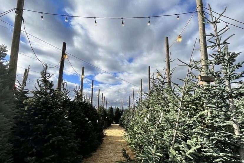 Christmas trees in rows
