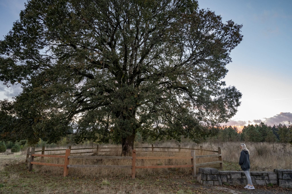 Woman looking at a tree at the Graham Oaks Nature Park