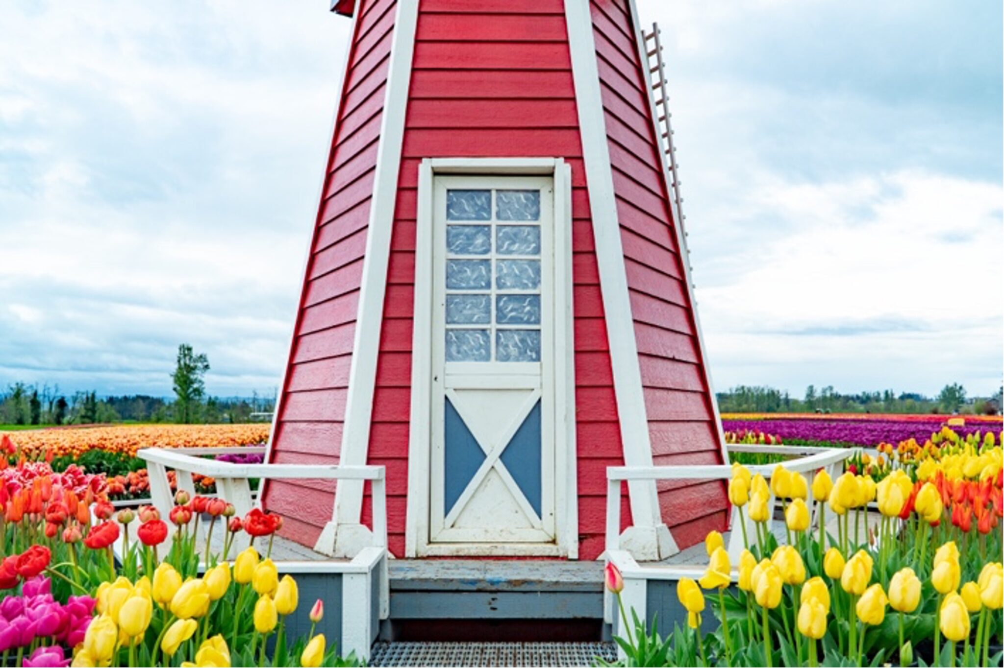 Tulips surrounding a red windmill