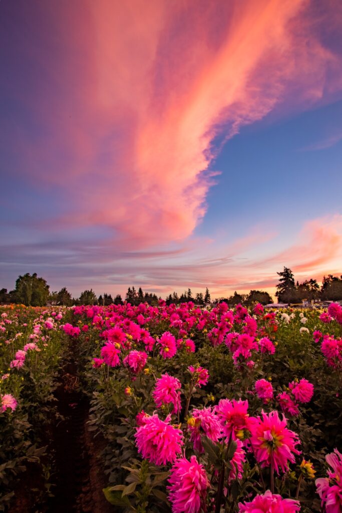 Field of Pink Dalias under a blue and pink evening sky