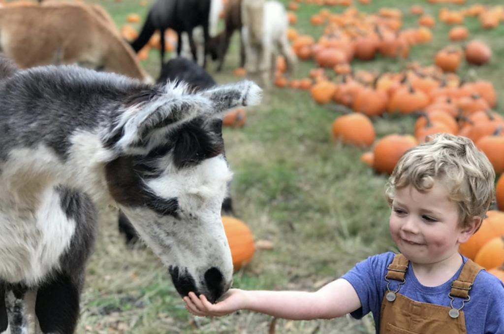 Child feeding llama at Frog Pond Farm's Pumpkin Patch