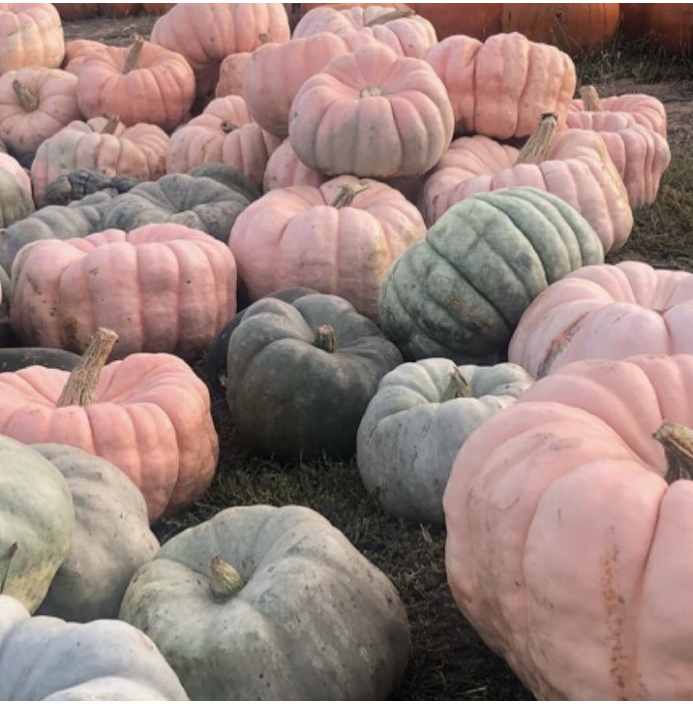 Green and orange pumpkins in a pile at Lee Farms