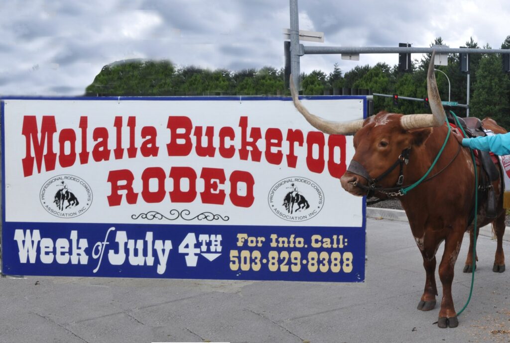 Man standing next to horned cow with sign that reads 'Molalla buckeroo rodeo week of July 4'