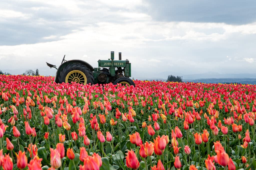 Old John Deere Tractor in a field of colorful tulips at Wooden Shoe Tulip Farm near Wilsonville, Oregon