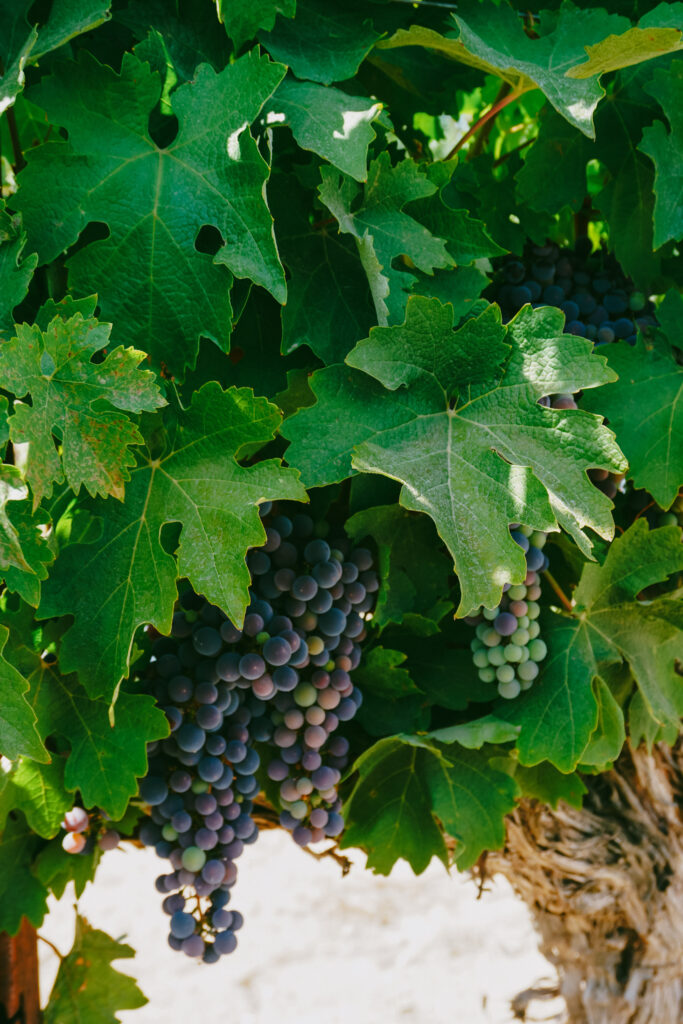 Photo of grapes ready for harvest in Wilsonville, Oregon. Meet The Growers.