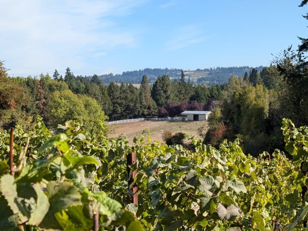 Photo taken on a vineyard hill with grapes that overlooks a farm with a mountain behind it