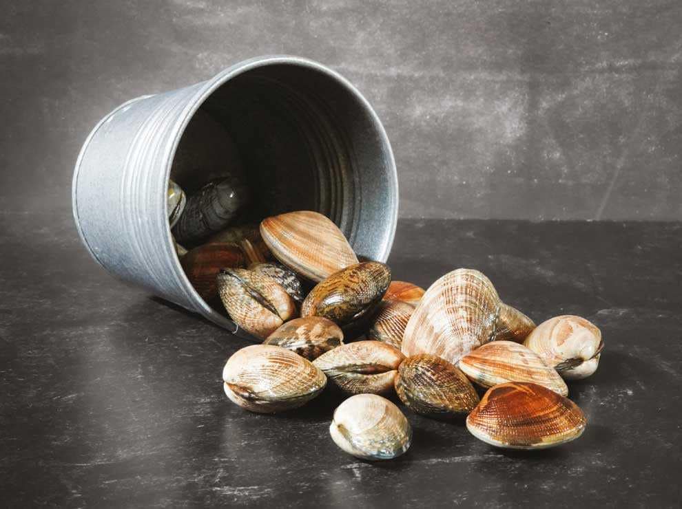 Photo of shellfish spilling out of a bucket