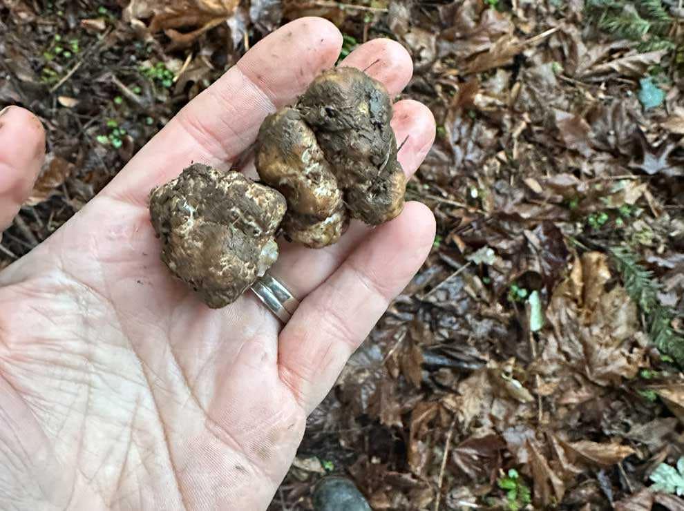 Photo of truffles that were found naturally being held in a human's hand