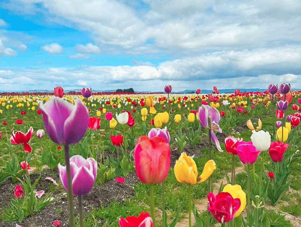 Photo of a field of tulips and flowers at French Prairie Gardens near Wilsonville, Oregon