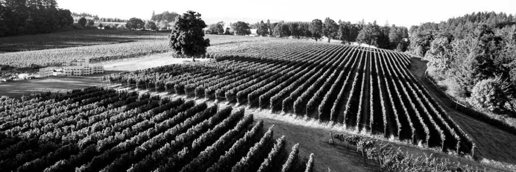 photo of X Novo Vineyard