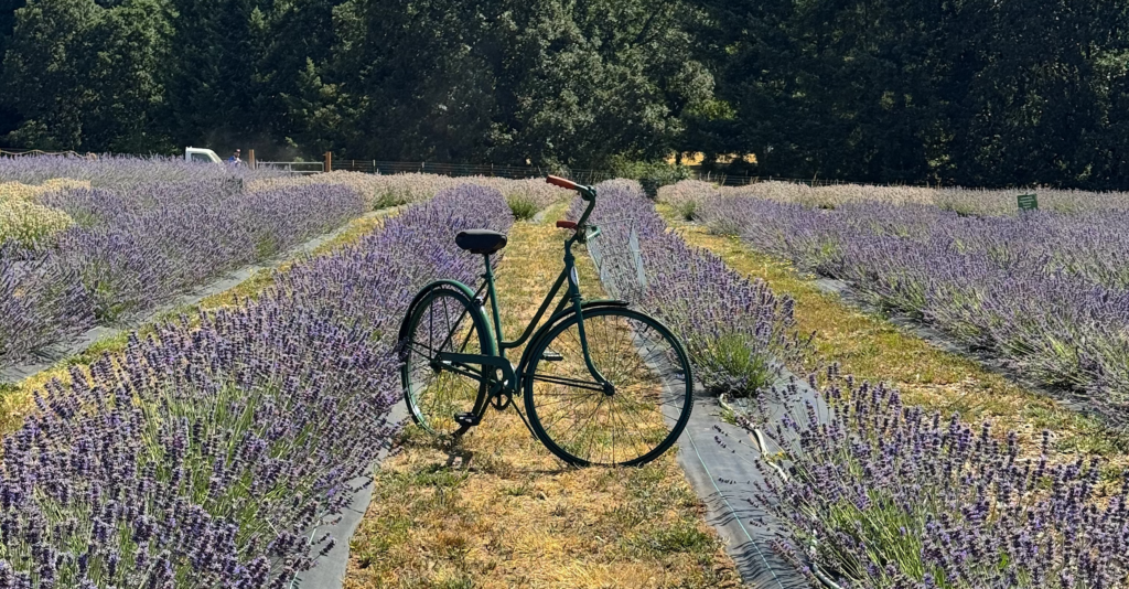 photo of field at Thistle & Bloom Lavender Farm near Wilsonville, Oregon